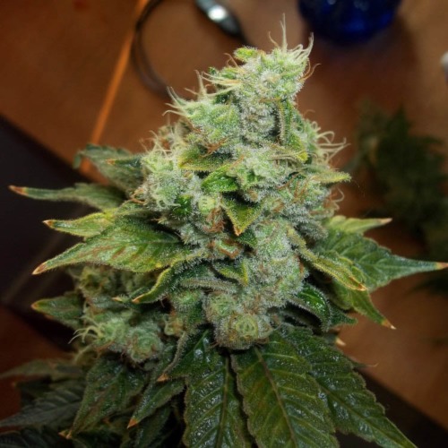 Acid - Paradise Seeds