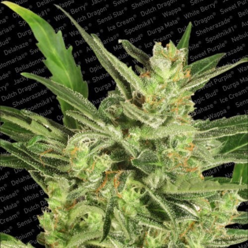 Auto Maria 2 - Paradise Seeds
