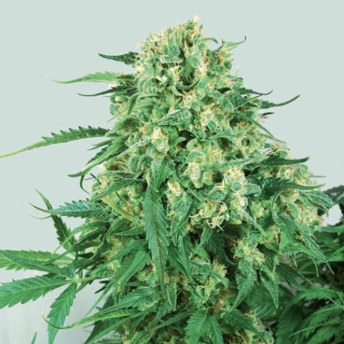 Caramel Ice - Positronics Seeds