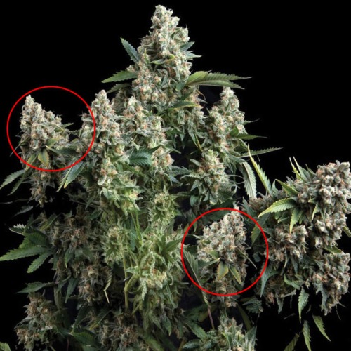 Tutankhamon - Pyramid Seeds