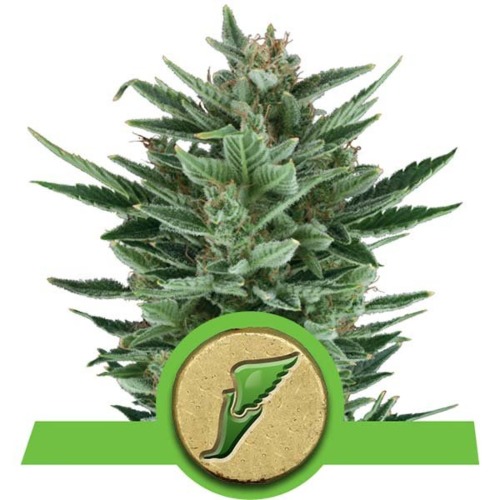 Quick One Auto wietsoort - Royal Queen Seeds