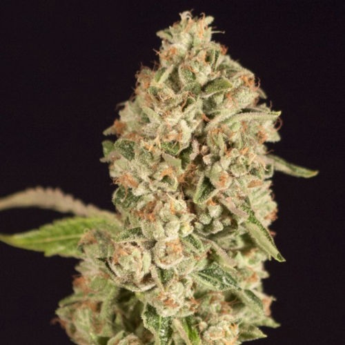 Raspberry Waffles - Devil's Harvest