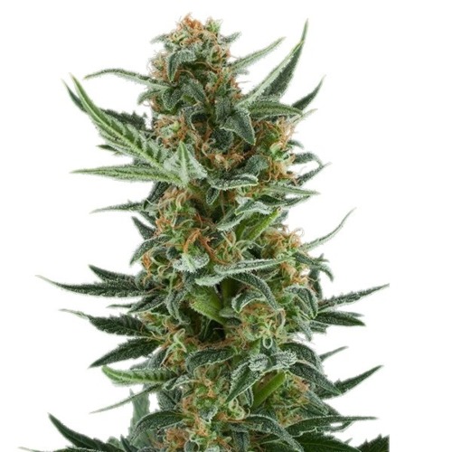 Royal Dwarf Auto - Royal Queen Seeds lange top wietplant