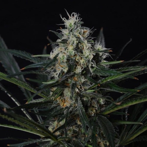 Black Jack - Sativa Seedbank wiettop in bloei