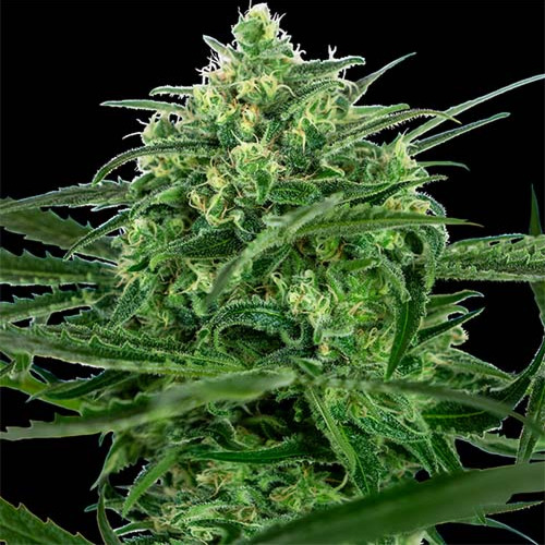 Sensi Amnesia - Sensi Seeds