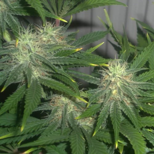 Early Skunk - Sensi Seeds wietplant toppen bloei