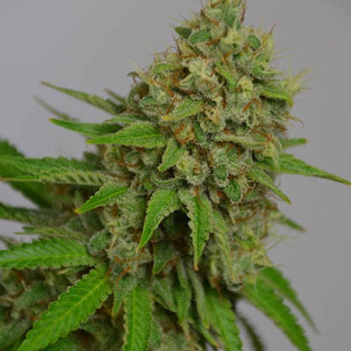 Silver Haze - Huismerk Wietzaadjes.nl