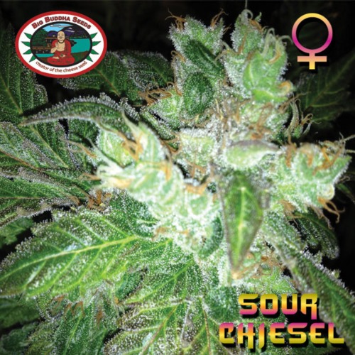 Sour Chiesel - Big Buddha Seeds
