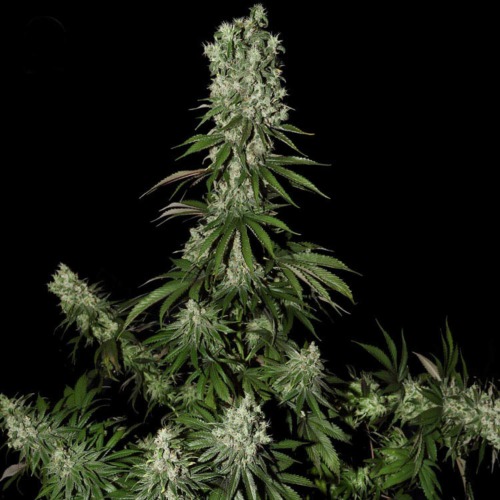 White Strawberry Skunk - Strainhunters