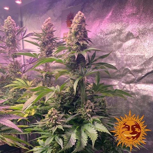 Tropicanna Banana - Barney's Farm in kweektent