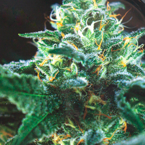 V-Syndicate Rolling Tray Large OG Kush Detail