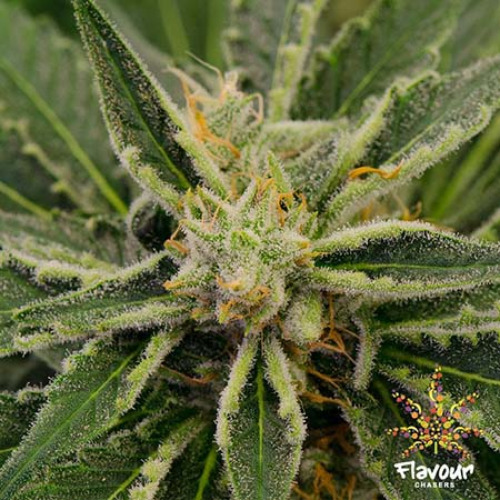 Wedding Cake - Flavour Chasers close-up
