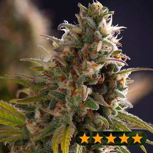 Wedding Cake - PowerStrains