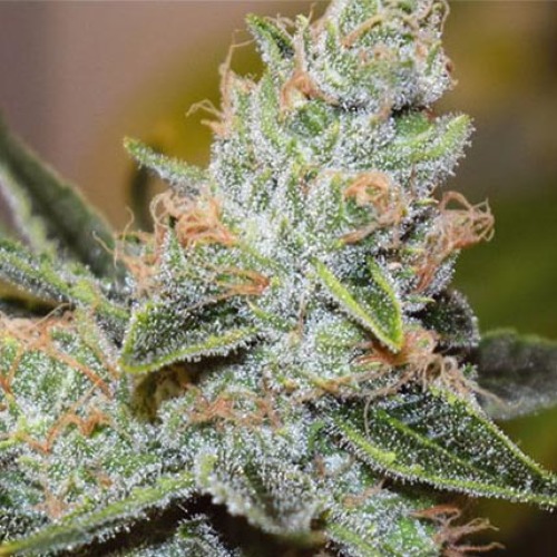 Wedding Cake x Triple OG - Vision Seeds