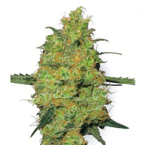 Master Kush - White Label