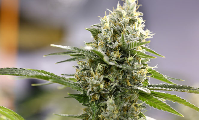 Lemon Haze is een wietsoort met veel THC Lemon Haze is een wietsoort met veel THC