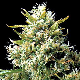 Silver Haze wietplant Silver Haze