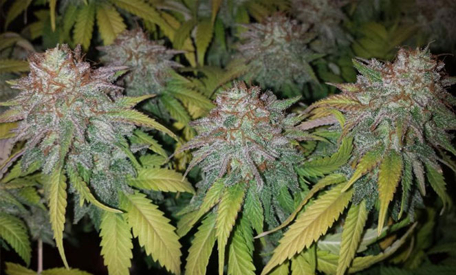 Super Lemon Haze cannabis plant Super Lemon Haze cannabis plant