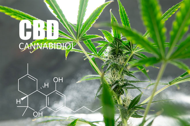 CBD (cannabidiol) formule CBD (cannabidiol) formule