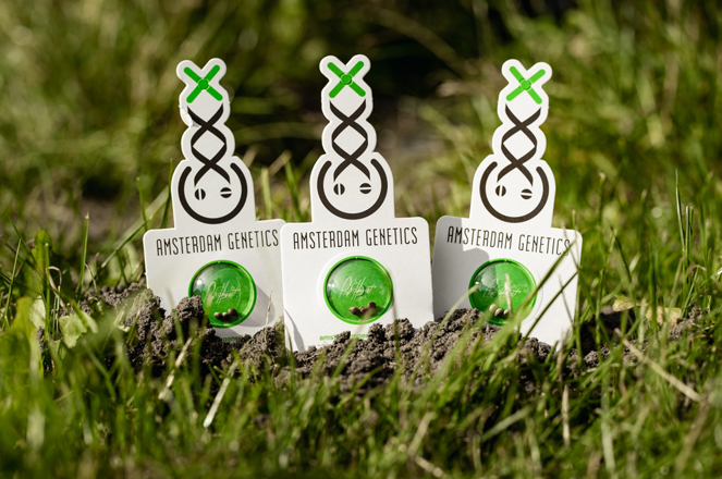 Amsterdam Genetics cannabis zaden. Amsterdam Genetics cannabis zaden.