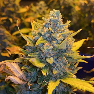 Banana Sherbet van Growers Choice. Banana Sherbet van Growers Choice.