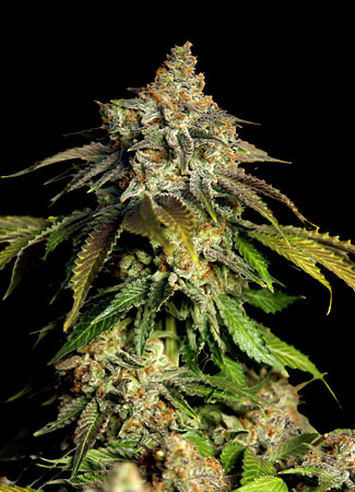 Bruce Banner van BSB Genetics Cannabis Seeds. Bruce Banner van BSB Genetics.