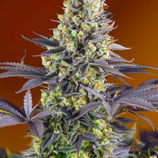 Bruce Banner van Growers Choice. Bruce Banner van Growers Choice.