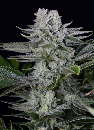 Gorilla Glue van BSB Genetics Cannabis Seeds. Gorilla Glue van BSB Genetics.