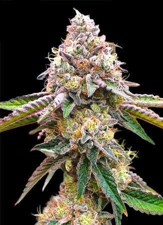 Wedding Cake van BSB Genetics Cannabis Seeds. Wedding Cake van BSB Genetics