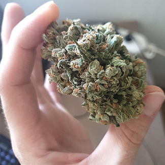 White Choco van Amsterdam Genetics. White Choco van Amsterdam Genetics.