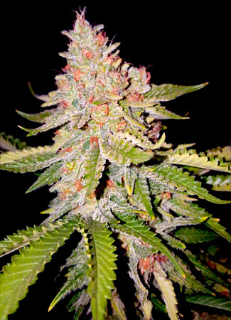 Zkittles van BSB Genetics Cannabis Seeds. Zkittles van BSB Genetics.