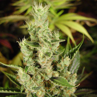 Amnesia Haze wietplant van Soma Seeds Amnesia Haze cannabisplant van Soma Seeds