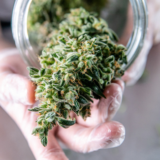 Amnesia Haze van Amsterdam Genetics. Amnesia Haze van Amsterdam Genetics.