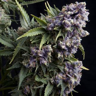 Auto Purple van Pyramid Seeds Auto Purple van Pyramid Seeds