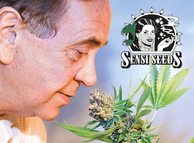 Ben Dronkers de oprichter van Sensi Seeds en oprichter en directeur van de eerste Hash, Marihuana & Hemp musea. Ben Dronkers de oprichter van Sensi Seeds en oprichter en directeur van de eerste Hash, Marihuana & Hemp musea.