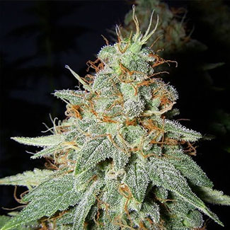 Big Buddha Cheese wietplant Big Buddha Cheese wietplant