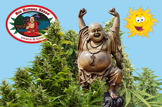 Big Buddha Seeds hoge kwaliteit cannabis zaden. Big Buddha Seeds hoge kwaliteit cannabis zaden .