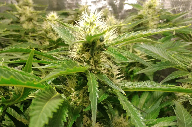 Wietplanten Blueberry van Spliff Seeds Wietplanten Blueberry van Spliff Seeds