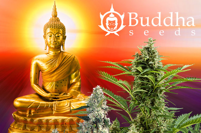 Buddha Seeds hoge kwaliteit cannabis zaden. Buddha Seeds hoge kwaliteit cannabis zaden .