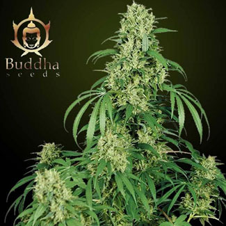 calamity-jane-buddha-seeds calamity-jane-buddha-seeds