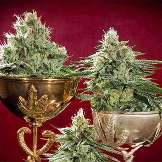 Sensi Seeds heeft vele malen de Cannabis cup gewonnen. Sensi Seeds heeft vele malen de Cannabis cup gewonnen.