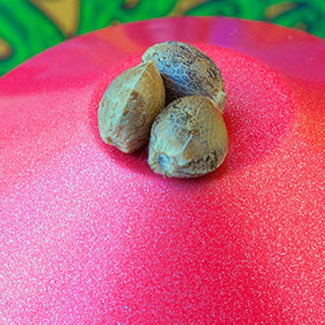 Cannabis zaadjes Sweet Seeds Cannabis zaadjes Sweet Seeds