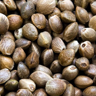 Cannabis zaadjes Paradise Seeds Cannabis zaadjes Paradise Seeds