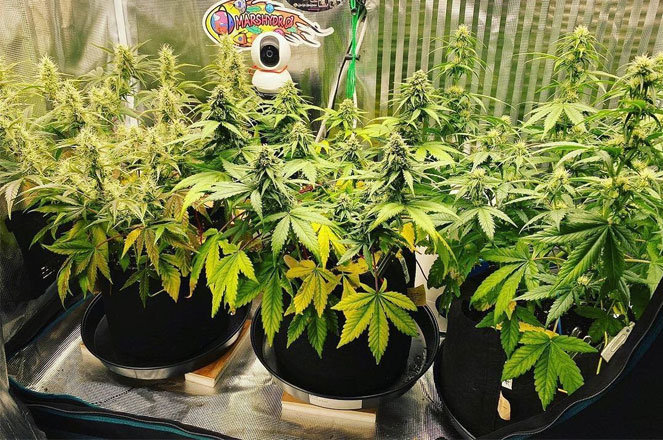 Growers Choice wietplanten in kweektent. Growers Choice wietplanten in kweektent.