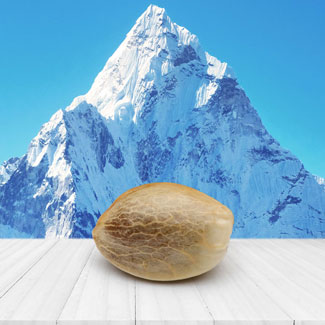 Himalaya Mountain cannabis zaadje Himalaya Mountain cannabis zaadje