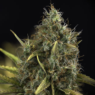Top van de NLX Special van Kera Seeds Top van de NLX Special van Kera Seeds