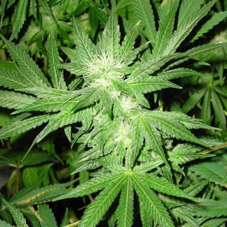 Cannabis plant Kera Seeds White Thunder Cannabis plant Kera Seeds White Thunder