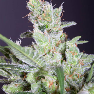 LA Amnesia wiettop LA Amnesia wiettop Paradise Seeds