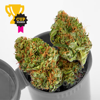 Wiet Northern Light van Royal Queen Seeds Northern Light wiet
