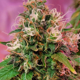 OG Kush gefeminiseerd van CBD Crew OG Kush gefeminiseerd van CBD Crew